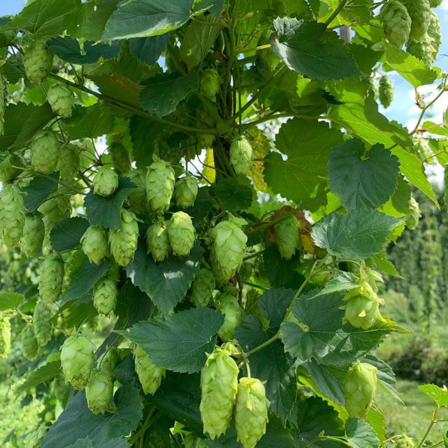 Hops from our Hop farm